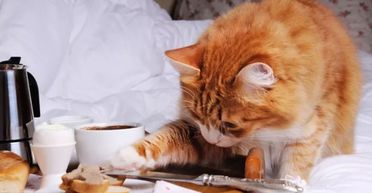 Жінка хотіла насолодитися сніданком у ліжку, але її кіт мав зовсім інші плани (відео)