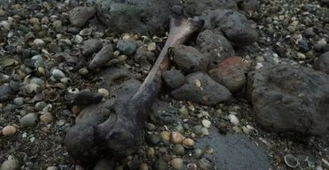 Можно добраться только на каяках: самый страшный остров Британии привлекает "черных" туристов (фото)