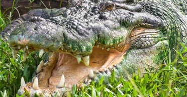 Самые грозные хищники в мире: названы животные, которых почти невозможно убить (фото)