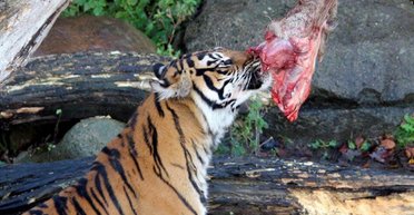 Зоопарк просит владельцев домашних животных пожертвовать своих любимцев, чтобы скормить их хищникам