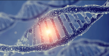 Скрывается ли долголетие в генах: новое исследование ищет ответ