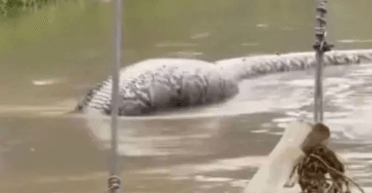 Справжній монстр: масивний пітон посеред вулиці налякав користувачів соцмереж (фото)