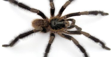 Найбільший і найволосатіший: учені виявили новий вид павуків-птахоїдів (фото)