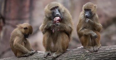 Гвинейские павианы придерживаются того же правила, что и люди-собиратели, - ученые