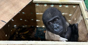 Малыша посадили в ящик: в Турции нашли детеныша гориллы в багаже (видео)