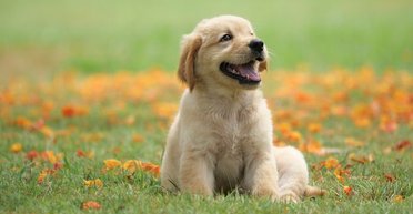 Ученые выяснили, что щенки рождаются со способностью считывать человеческие жесты