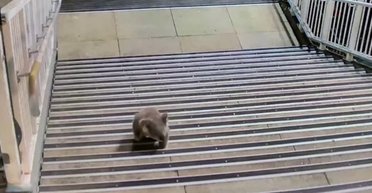 Останавливали поезда и вызвали полицию: коала вызвала переполох на вокзале в Сиднее (видео)