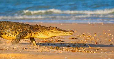 Морские крокодилы пересекли Индийский океан и достигли Сейшельских островов: затем их истребили