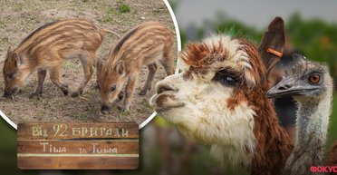 Долина Альпак и звезды ТикТока от 92-й бригады: как сейчас живет Фельдман Экопарк