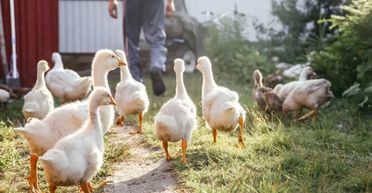 Господар вдав, що втрачає свідомість: ось, що зробили після цього його гуси (відео)