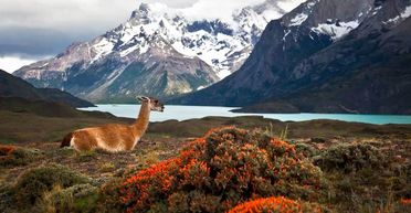 Учені визначили, на якому континенті Землі мешкає найбільше видів тварин (фото)