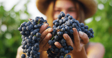 Почему красивые люди едят виноград — вот в чем секрет