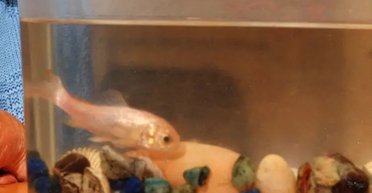 Стала сріблястою: луска найстарішої золотої рибки втратила забарвлення (фото)