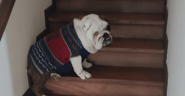 Камера для тварин зняла щось дивне на сходах: господар не може повірити очам