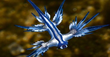 Голубые драконы атакуют: опасные морские слизняки появились на пляжах, где их не было 300 лет