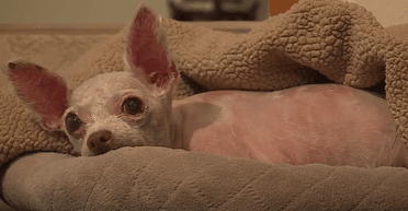 Зворушлива зустріч: собака, який зник 9 років тому, возз'єднався з господинею (відео)