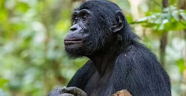 Они все помнят. Ученые обнаружили уникальную особенность у человекообразных обезьян (фото)