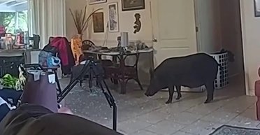 "Думав нас бомблять": дикий кабан прорвався в будинок і налякав господаря (відео)