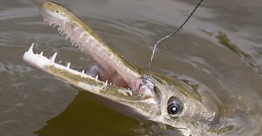 З'ясувалося, яка істота на Землі найменше змінилася з часів динозаврів (фото)