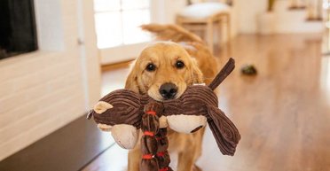 Не тільки запрошення погратися: кінолог пояснив, чому собака приносить речі в зубах