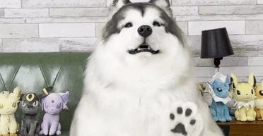 "Тепер їх двоє": хлопець, який вирішив стати собакою, знайшов собі друга хаскі (відео)