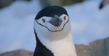 "Воинственный инспектор": возле станции Вернадского пингвин пытался "отжать" чужое гнездо (фото)