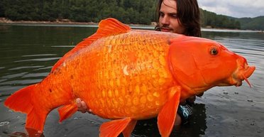 Золотая рыбка выросла в озере до 30 кг: ученые предупреждают хозяев аквариумов и террариумов (фото)