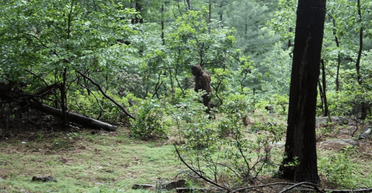 "Вони сім'я": у мережі показали, як єті гуляє лісом із дитинчам на спині (фото)