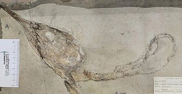 В юрском периоде что-то происходило с рыбами: ученые нашли только их головы