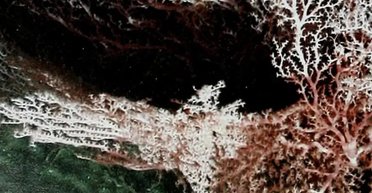 Мешканці найглибших надр Землі харчуються землетрусами, в буквальному сенсі