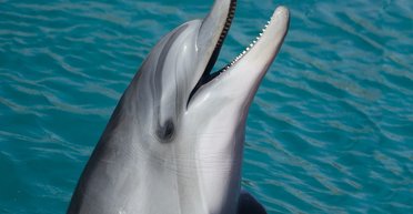 М'ясо дельфіна краще не їсти: воно може вас вбити (фото)