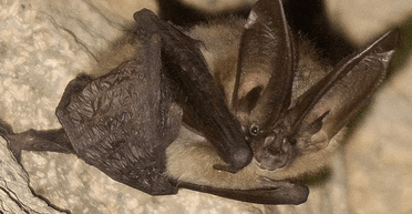 Незвичайний конкурс краси: у США кажан на прізвисько Шекспір "отримав корону" (відео)