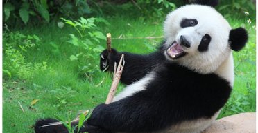 Обижали медведей: 12 туристам пожизненно запретили посещать центр разведения панд в Китае