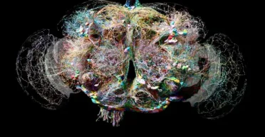 Сделали невозможное: ученые создали сверхдетальную карту нейронных структур мозга (фото)