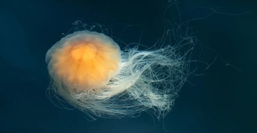 Секрет происхождения сна может быть раскрыт: оказалось, медузы спят так же, как и люди (видео)