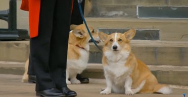 Были с Эндрю: что произойдет с корги покойной королевы, которые жили в поместье лишенного титулов принца