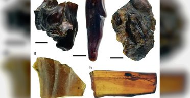 В янтаре нашли целый затерянный лес: в нем обнаружили даже пауков с паутиной (фото)