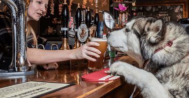 Самая вкусная выпивка на районе: в Британии выбрали лучший паб для собак
