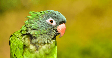 "Тссс, Коко спить": втомлений 84-річний папуга заснув на дивані, як людина (відео)