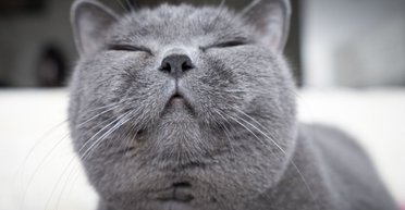 Ученые выяснили, как люди могут общаться с кошками