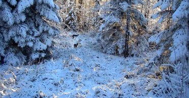 На Львовщине выпал снег, а в Карпатах метель и туман (видео)
