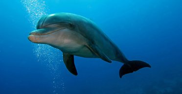 Помогают кораллы. Ученые выяснили, что дельфины занимаются самолечением