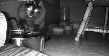 Чоловік нервувався, що підлога вдома завжди мокра: потім він поставив приховану камеру