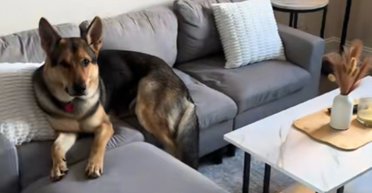 Вигідна купівля дивана у Facebook обернулася розчаруванням: що з ним не так