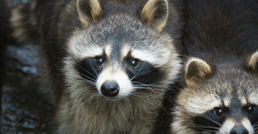 Наробили клопоту: родина єнотів проникла на авіаційний завод