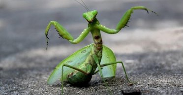 Одесские истории. О Ленине с Каутским и богомоле в маршрутке