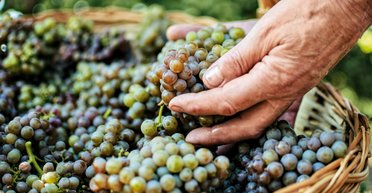 Честное сухое. Винные впечатления в окрестностях Одессы