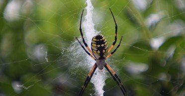 Злякалася павука: жінка на ходу вистрибнула з машини і втопила її в річці