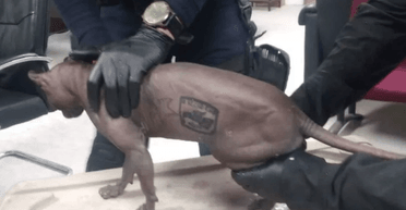 Татуйована кішка, колишній "член банди" Los Mexicles, знайшла новий дім у США