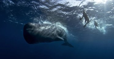 300-летняя шутка китобоев: как кашалоты на самом деле получили свое название